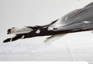 Common gull Larus Canus tail 0001.jpg